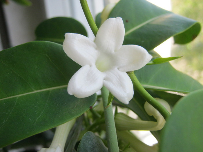 IMG_9036 - STEPHANOTIS-ul MEU