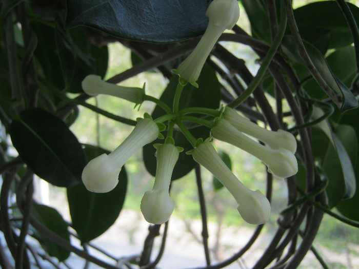 IMG_9037 - STEPHANOTIS-ul MEU