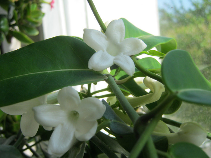 IMG_9055 - STEPHANOTIS-ul MEU