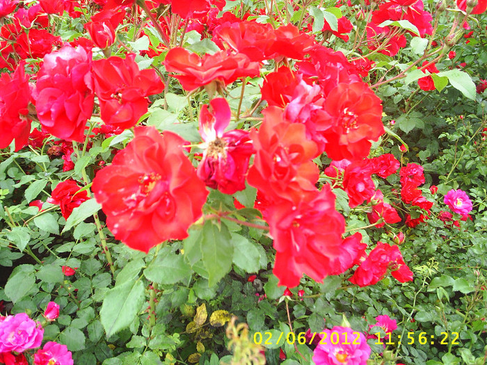 Trandafiri - Z   Florile mele 2012