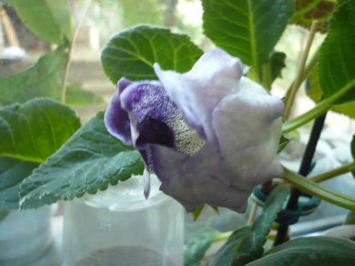 07.06.2012 - zzz-GLOXINIA 2012-iesite din colectie