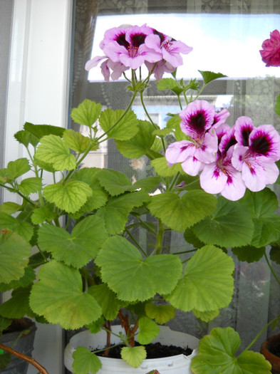 DSCN1495 - Pelargonium