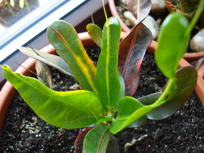 Codiaeum Curly Boy (2010, May 11) - Codiaeum Curly Boy