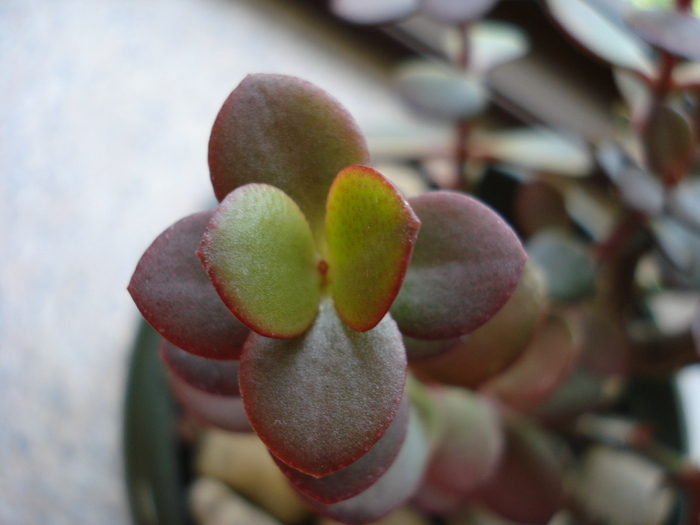 Jade Plant (2009, May 27) - Crassula ovata_Jade Plant