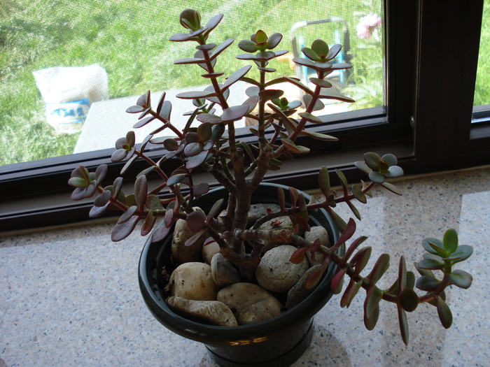 Dollar Plant (2009, May 27) - Crassula ovata_Jade Plant