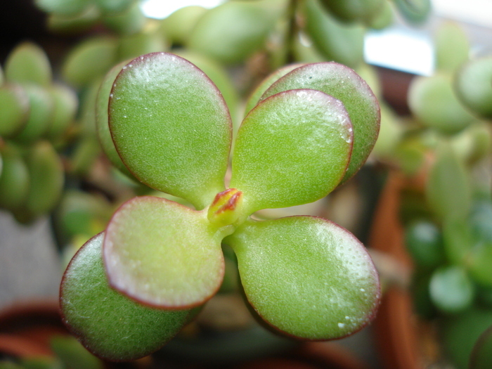 Jade Tree (2010, April 23) - Crassula ovata_Jade Plant