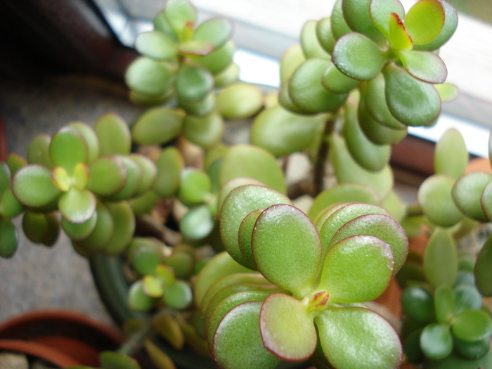 Dollar Plant (2010, April 23) - Crassula ovata_Jade Plant