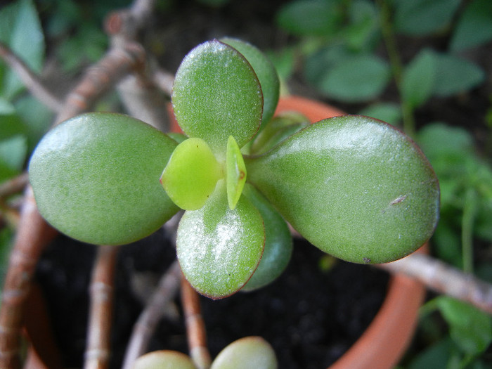 Crassula ovata (2012, May 31) - Crassula ovata_Jade Plant