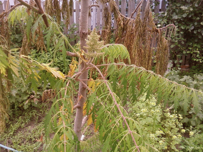 rhus typhina - arbori ornamentali 2012
