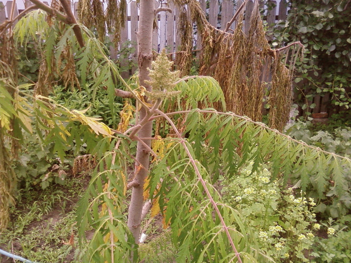 rhus typhina