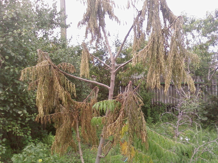 rhus typhina uscat 90% - arbori ornamentali 2012