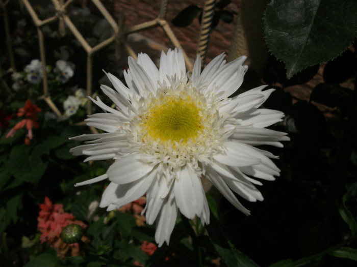 leucanthemum - Margarete