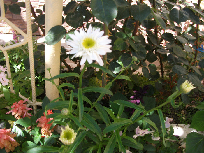 leucanthemum - Margarete