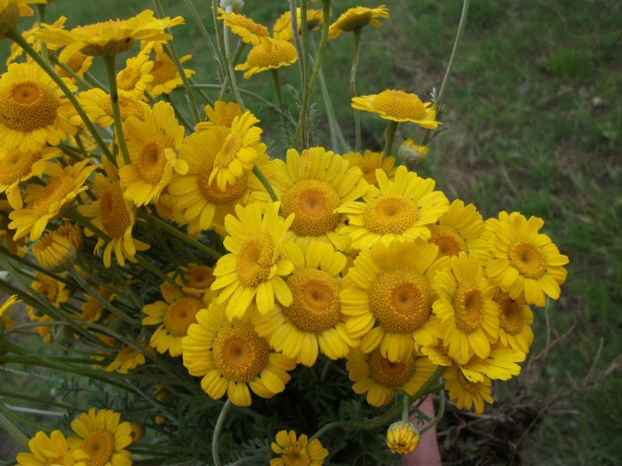 anthemis