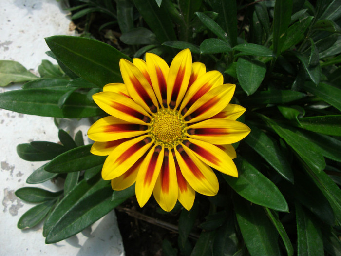 gazania