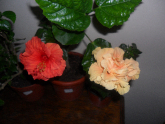 Hibiscus Suni Cities Bordeaux + Clasic Apricot - Hibiscus 2012-1