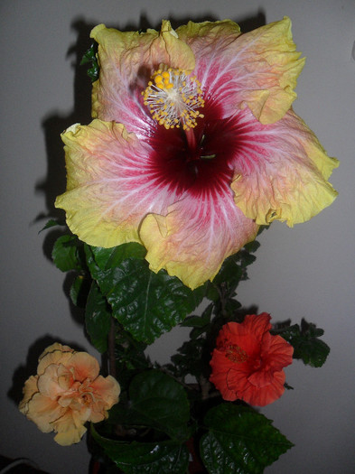 Hibiscus grup - Hibiscus 2012-1