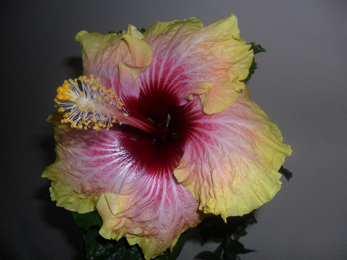 Hibiscus Tahitian Quinn - Hibiscus 2012-1