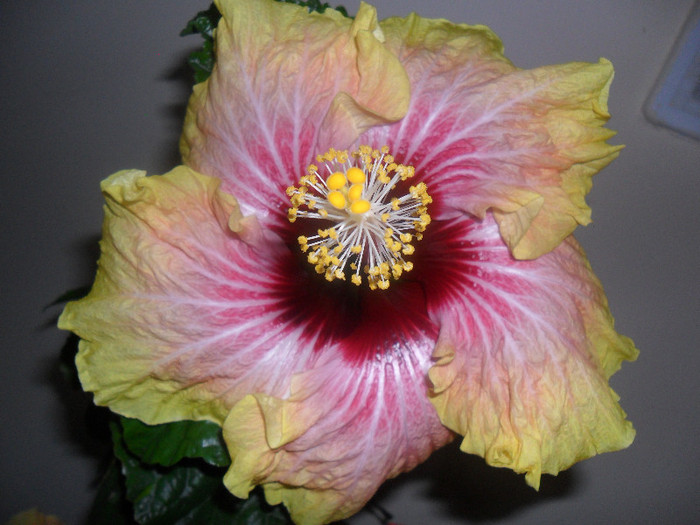 Hibiscus Tahitian Quinn - Hibiscus 2012-1