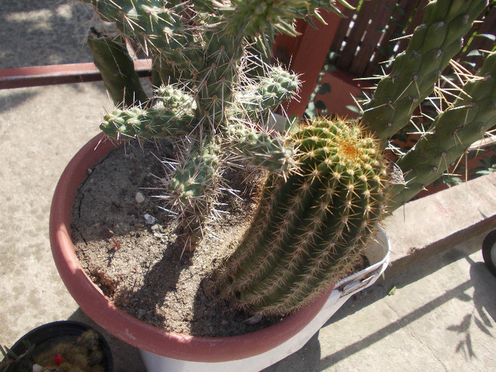 poze 247 - CACTUSI INFLORITI 2012