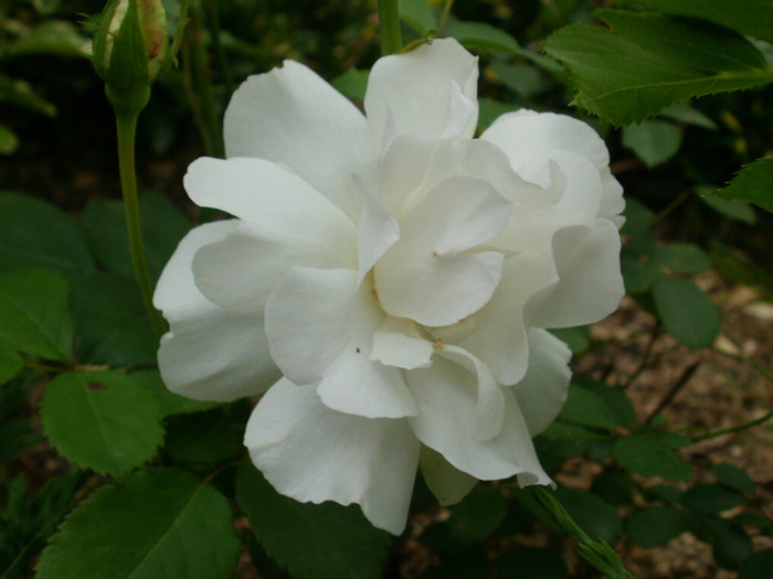 P5030398