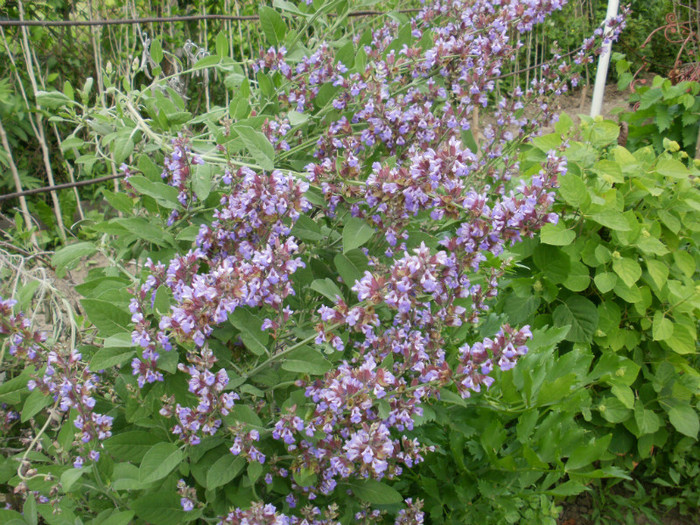 P5050406