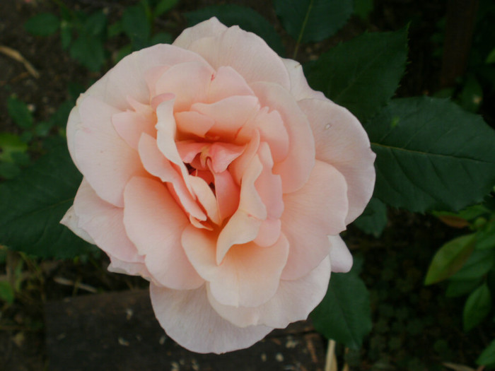 P5050418