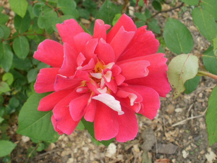P5050428