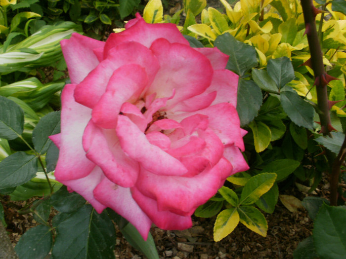 P5050432