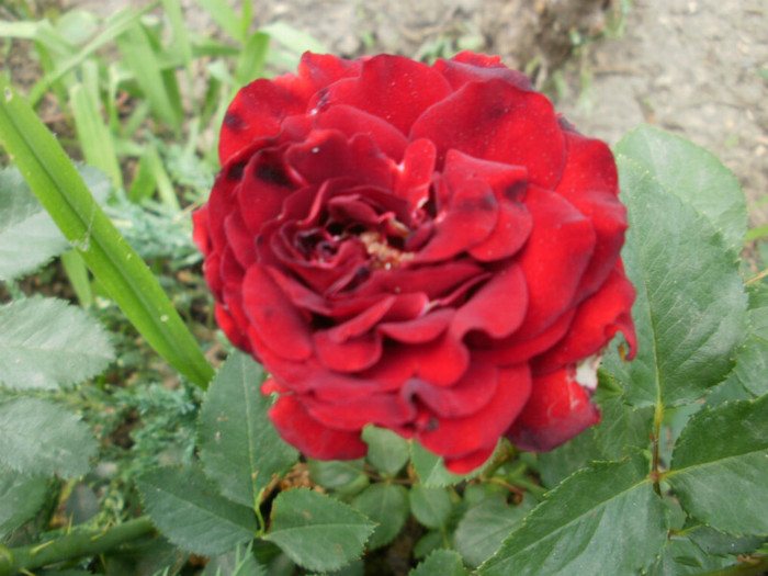 P5050437