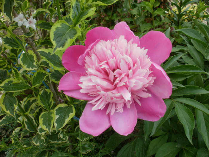 P5050455