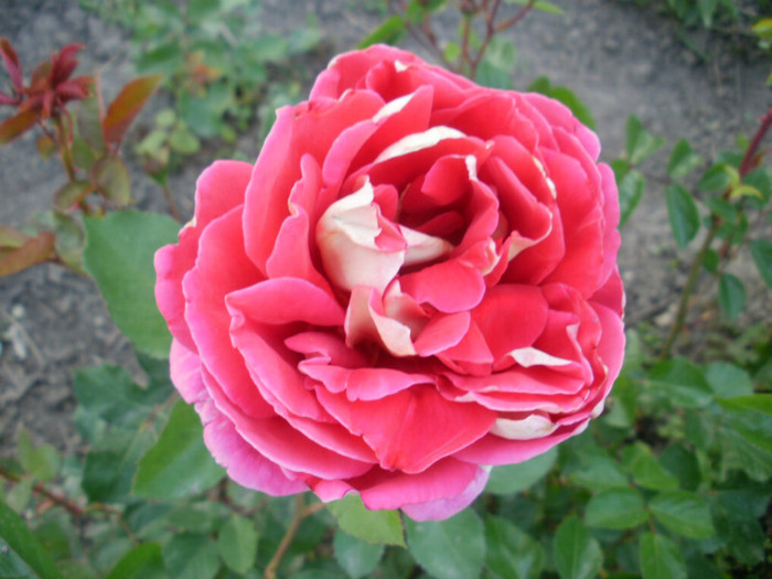 P5060468