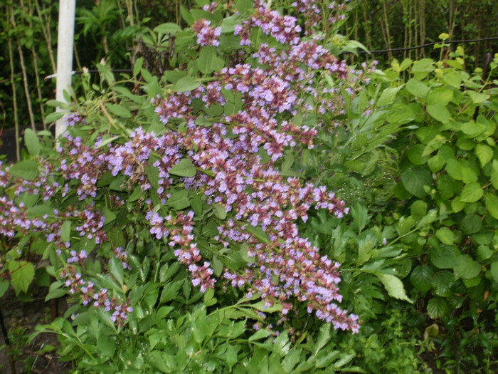 P5070513