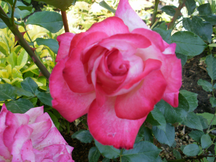 P5090558