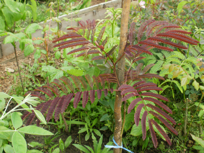 P5100638