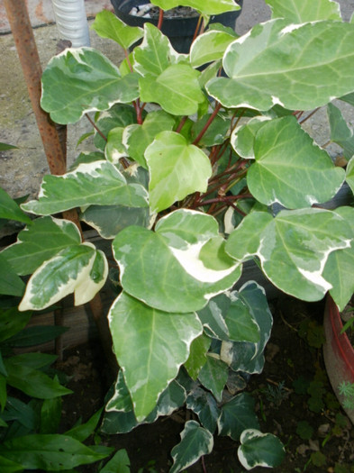 P5260955