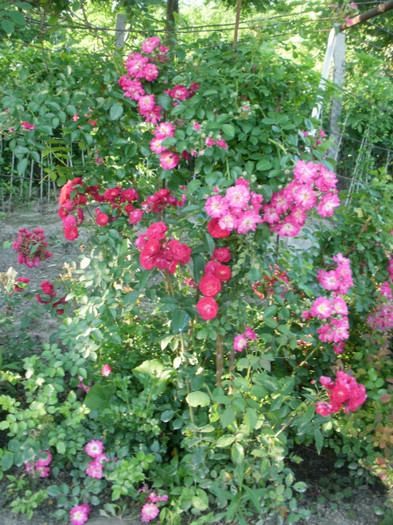 P5271015