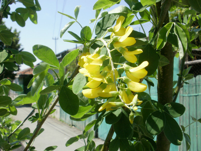 P5281042