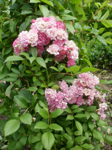 P5291053