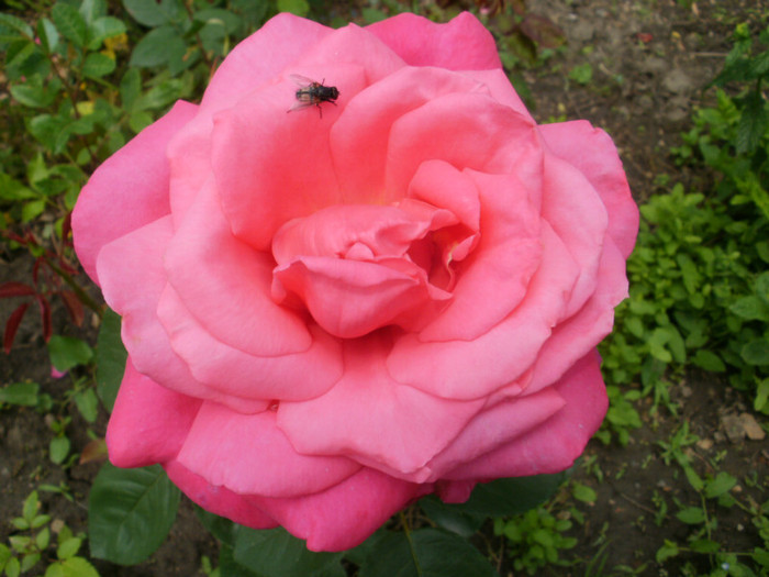 P5291054