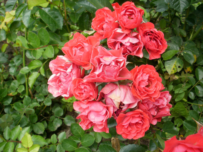 P5291057