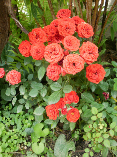 P5291072