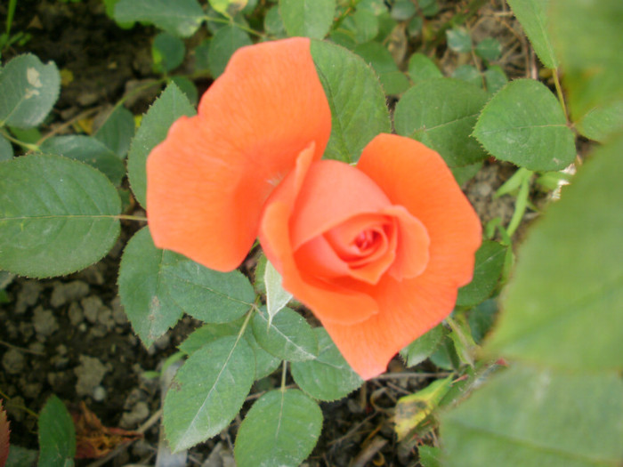 P6071126