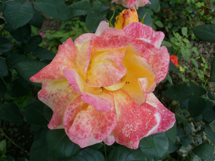 P6071147