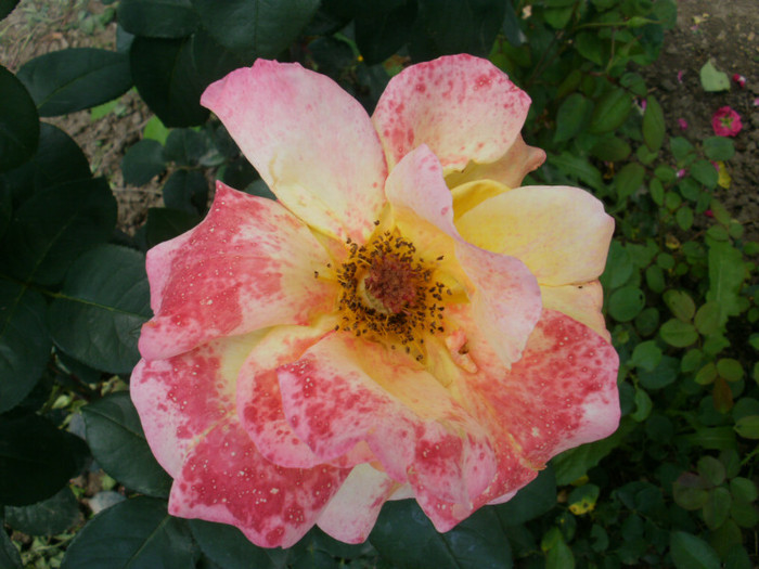 P6071149