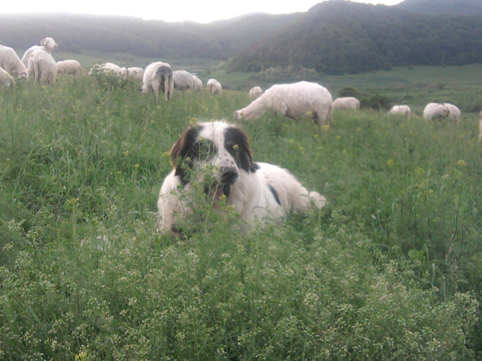 Puica - 2 Catei ciobanesty de bucovina