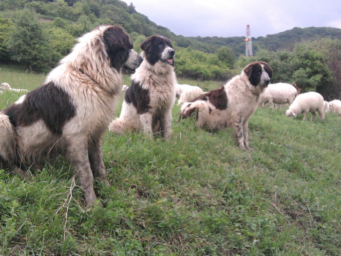 Fotografie2406 - 2 Catei ciobanesty de bucovina