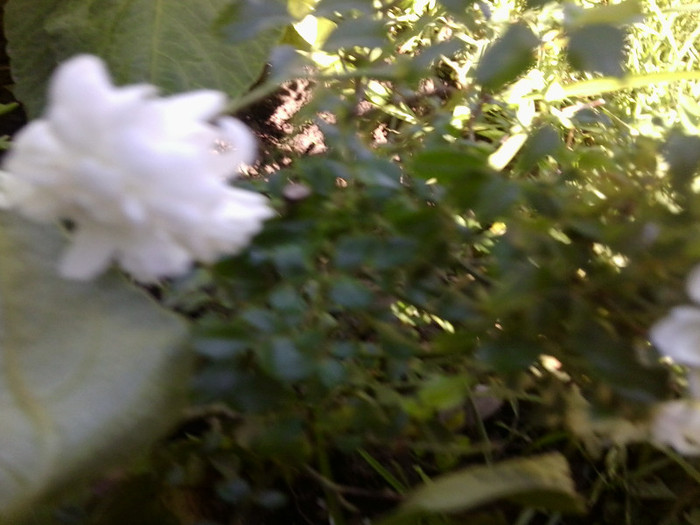 fairy alb