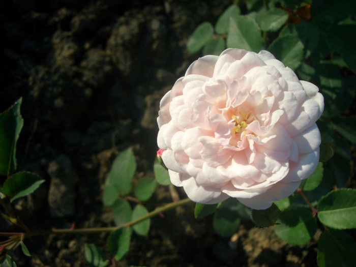 Little White Pet • Belle of Tehran - Polyantha (Peter Henderson, 1879).