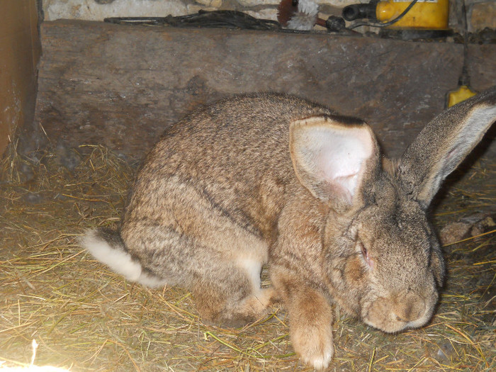 DSCN4062 - MASCUL 1 URIAS GRI GERM